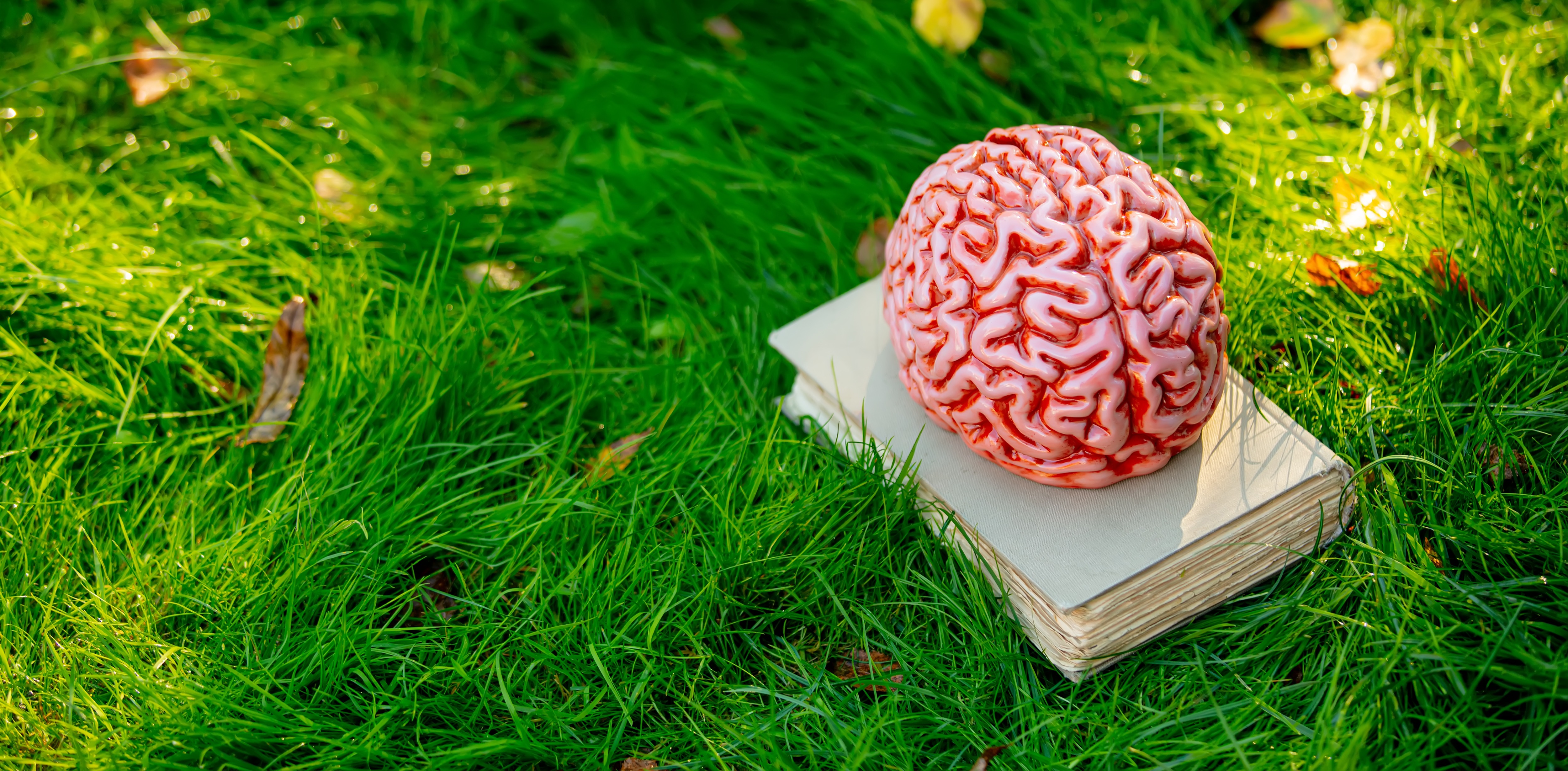 human-brain-on-book-on-green-grass-in-a-garden-2022-01-10-19-48-58-utc